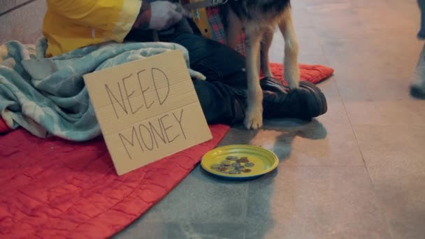 Beggars dog is smelling a plate with alms in it — Stock Video