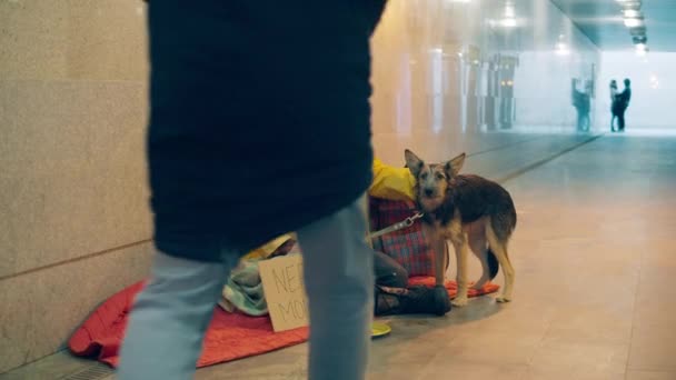 Незнакомец подает милостыню бродяге с собакой — стоковое видео