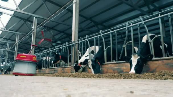 Moto veloce delle mucche da fattoria che mangiano con un robot che passa — Video Stock