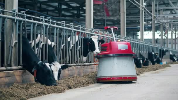 Автоматизована машина рухає сіно для сільськогосподарських корів — стокове відео