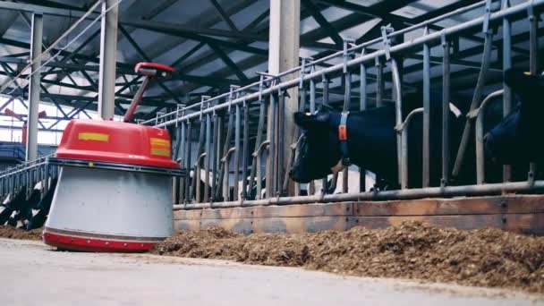 Robô está montando ao longo do celeiro e movendo feno para as vacas — Vídeo de Stock