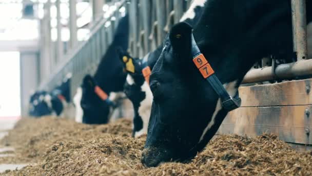 Gros plan des nebs des vaches en mangeant du foin à la ferme — Video