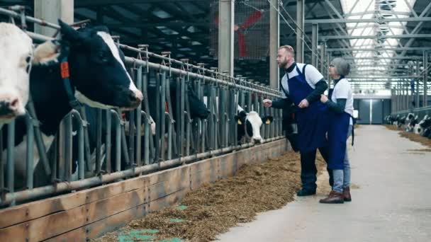 Dva specialisté komunikují s krávami na farmě — Stock video