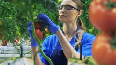 Female gardener checks red tomato. 4K