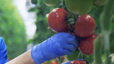 Person collects tomatoes from branch in glasshouse. 4K