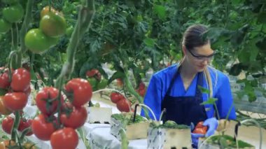 One woman collects ripe tomatoes in glasshouse. 4K