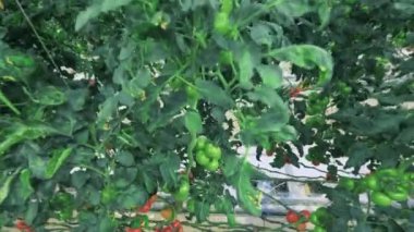 Big tomato plants in greenhouse. 4K