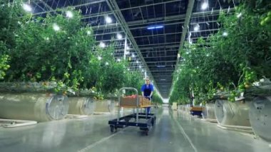 Female gardener moves a cart with tomatoes. 4K