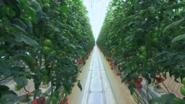 Rows of tomato plants in glasshouse. 4K