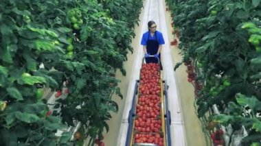 Greenhouse worker collects red tomatoes. 4K