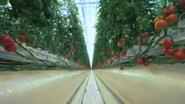 Zöld Piros Paradicsom Üvegházban — Stock videók