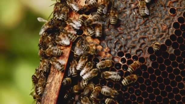 Мед Бджоли Бджоли Рамці Прекрасна Неглибока Глибина — стокове відео