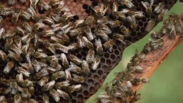 Медоносні Бджоли Бджолярі Відкривають Бджолині Вулики Курять Бджоли Тій Самій — стокове відео