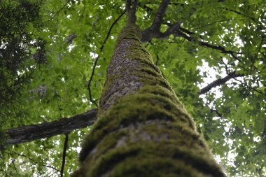 Gövdesinde yosun olan bir ağaç gövdesine bakma bakış açısı