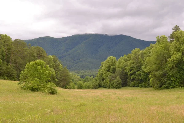 Veld Met Bomen Landschap Met Smoky Mountains Achtergrond — Stockfoto