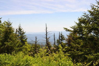 Dağlardaki ormanın güzel manzarası