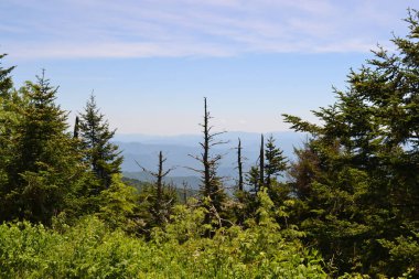 Ormanın güzel manzarası