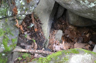 Güzel, yeşil bir yosunun yakın plan fotoğrafı.