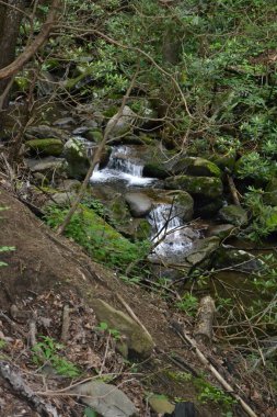 Ormanın güzel manzarası