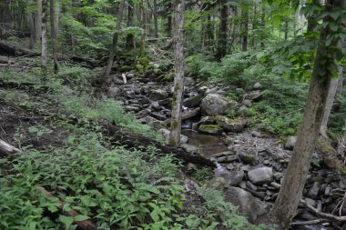 Ormanın güzel manzarası