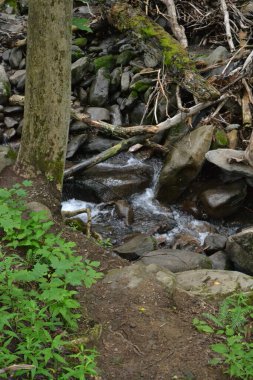 Ormanın güzel manzarası