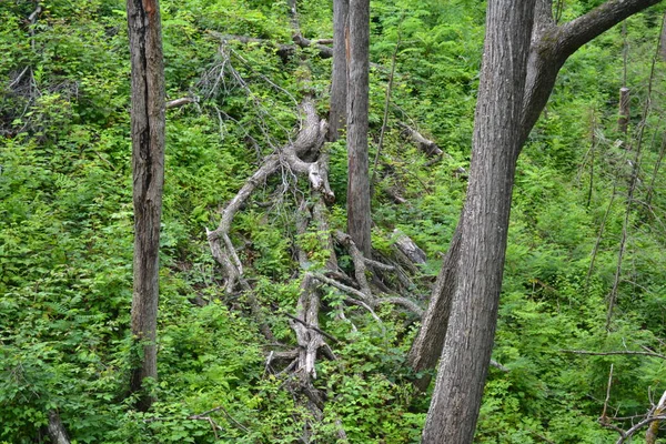 Een Verticaal Schot Van Een Houten Stam Met Een Groen — Stockfoto