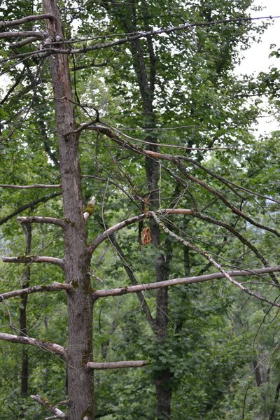 Plan Vertical Tronc Arbre Dans Une Forêt — Photo