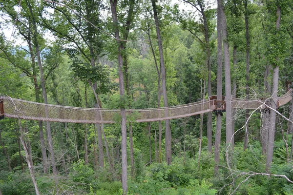 森林中古老的木桥 — 图库照片