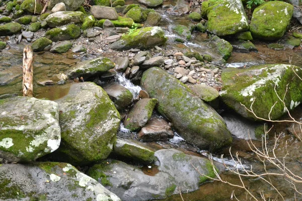 Krásný Výhled Řeku Lese — Stock fotografie