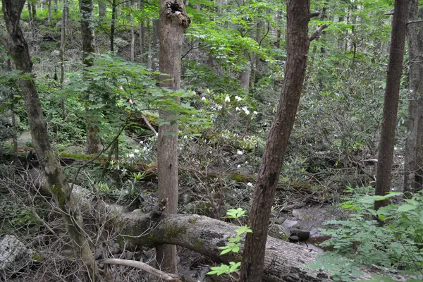 Prachtig Uitzicht Het Bos — Stockfoto