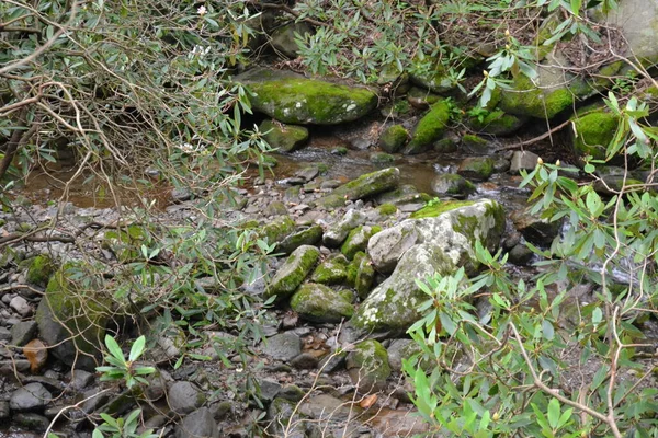 Groen Mos Het Bos — Stockfoto