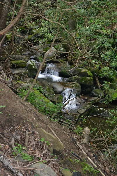 Liten Flod Skogen — Stockfoto