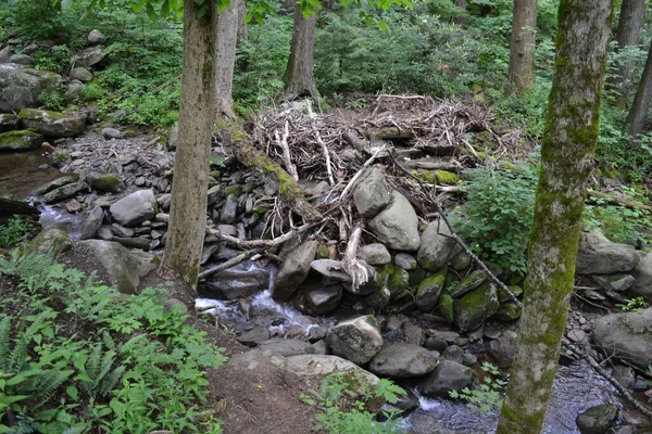 Una Hermosa Toma Arroyo Montaña Bosque — Foto de Stock