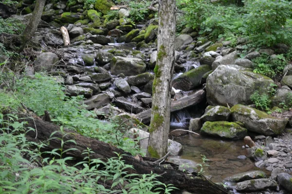 Bella Vista Sul Bosco — Foto Stock