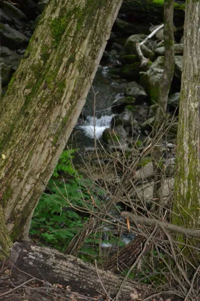 Schöne Aussicht Auf Die Natur — Stockfoto