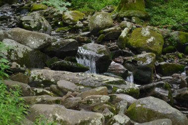 Ormandaki nehrin güzel manzarası