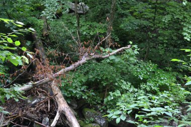 Ormanda yeşil yosun