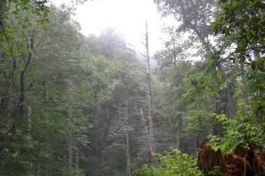 Sabah ormanın güzel manzarası
