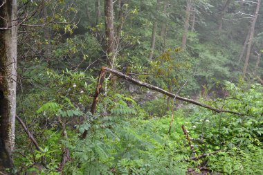 Dağlardaki güzel orman