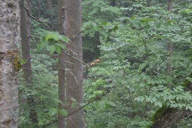 Yeşil yosunlu bir ormanın dikey görüntüsü.