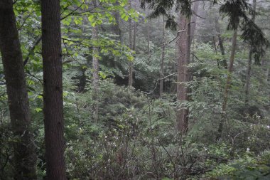 Ormanın güzel manzarası
