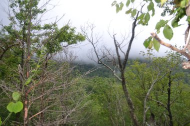 Ormanın güzel manzarası