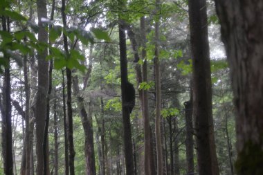 Ormanın güzel manzarası