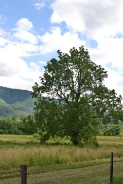 Güzel bir manzara Ağacı ve mavi gökyüzü