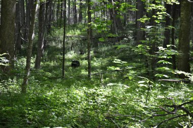Ormandaki yeşil orman