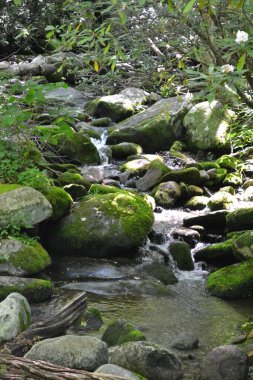 Ormanda güzel bir şelale