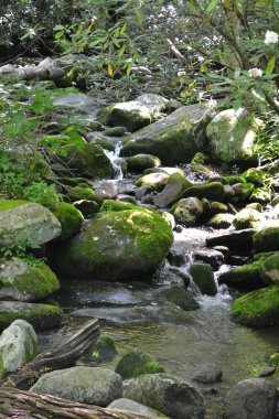 Ormanda güzel bir şelale