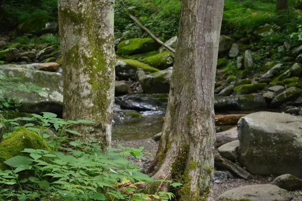 Vacker Bild Grön Skog Med Ett Stort Träd Bakgrunden — Stockfoto