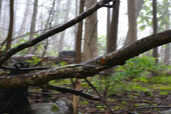 Plan Vertical Tronc Arbre Dans Une Forêt — Photo