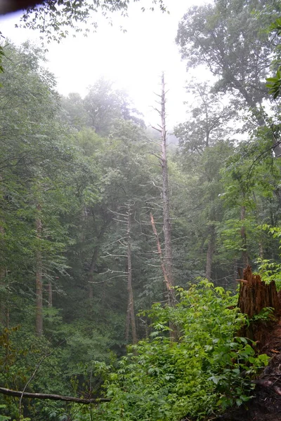 Schöne Aussicht Auf Den Wald Den Bergen — Stockfoto
